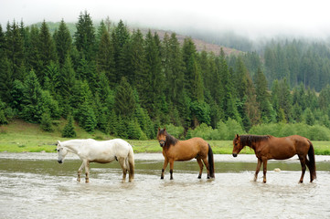 A horse in a river