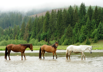 Fototapeta na wymiar Koń w rzece