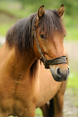 Fototapeta premium Koń