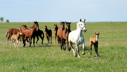 Horse