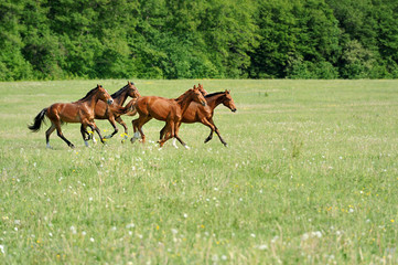 Naklejka premium Horse