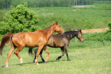 Horse