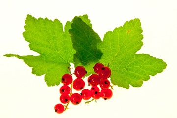 レッドカラント