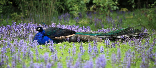 paon caché dans les fleurs