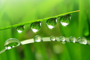 Dew drops close up © vencav