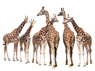 Obraz premium giraffes isolated