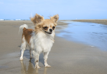 chihuahua on the beach