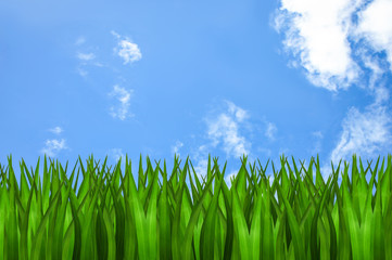 Fototapeta premium green grass blue sky