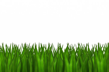 Obraz premium green grass isolated