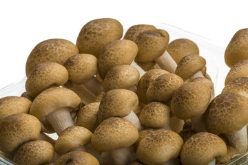 Fototapeta na wymiar Japan mushroom Shimeji