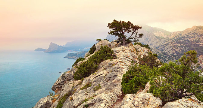 Pine on rock in Crimea, Ukraine