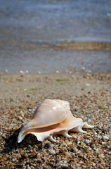 shell in sea