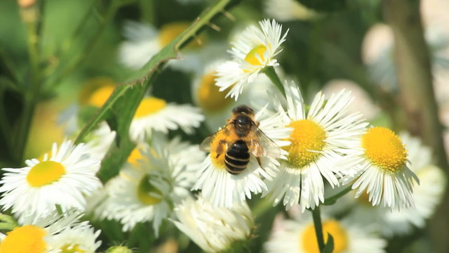 Some bees get pollen on daisies. Find similar clips in our portf