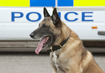 Portrait of a police dog