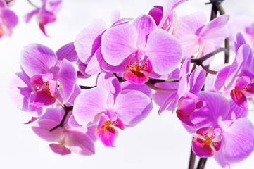 Naklejka na ściany i meble Różowy kwiat orchidei
