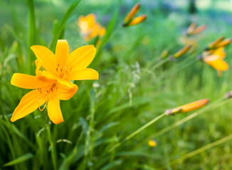 Bright yellow lily flowers in summer garden