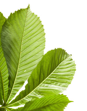 Macro photo of chestnut leaf isolated on white