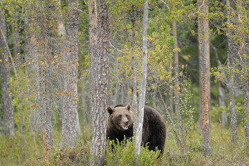 European Brown Bear in a forest.