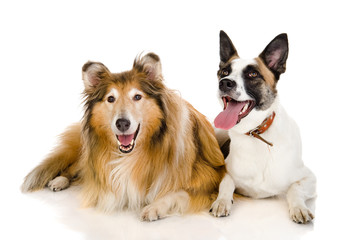 two dogs looking at camera . islated on white background