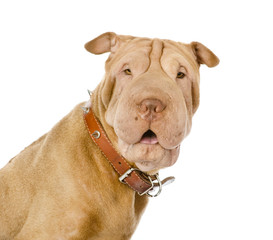 sharpei dog looking at camera. isolated on white background