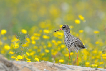 Redshank on a rock with flowers in the background.