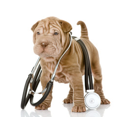 sharpei puppy dog with a stethoscope on his neck. isolated 