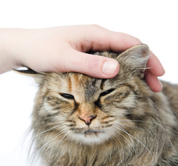 Hand of person stroking head of cute cat. isolated on white 