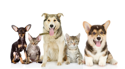 Group of cats and dogs in front. looking at camera. isolated 