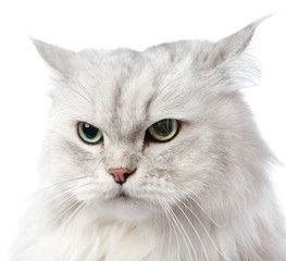 closeup persian gray cat portrait. isolated on white background
