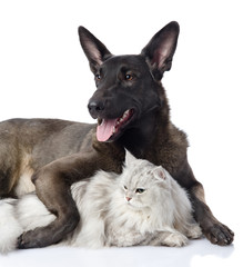 black dog embraces a cat. looking away. isolated on white 