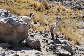 Lamas © b201735