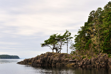 Coastal forest and rocks at an inlet