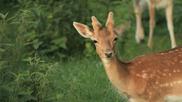 Sequence of male & female fawns in nature. Find similar clips in