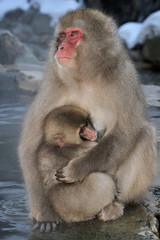 Mother Japanese Macaque with young in her arms.