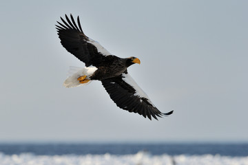Steller's Sea Eagle flying with pack ice in background.