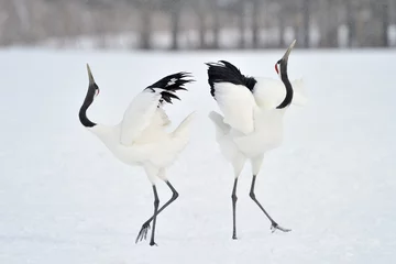 Fotobehang Kraanvogels Two Red-crowned Cranes in courtship.  © andreanita