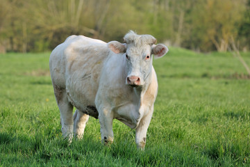 Dikbil cow in the meadow