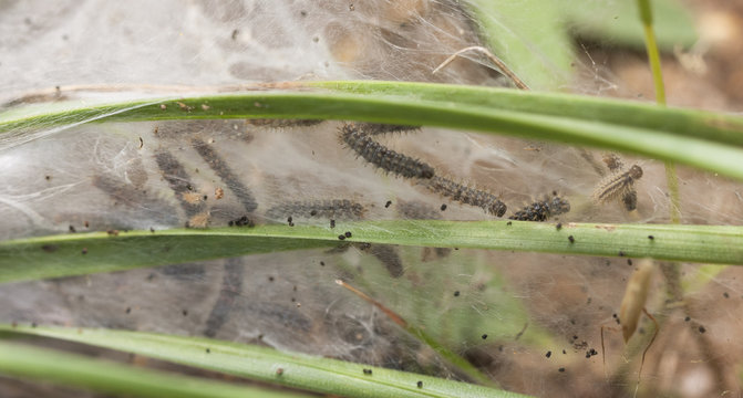 Nest of larvas in the grass