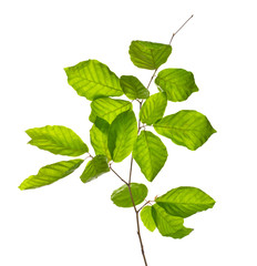 leaves
