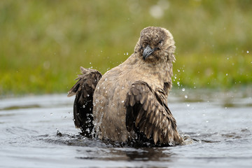 Arctic Skua bathing in small pond.