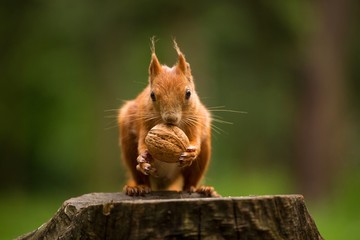 squirrel eats a nut © jurra8