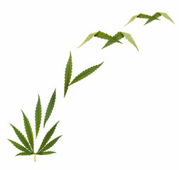 marijuana legalization  - creative collage, isolated on white