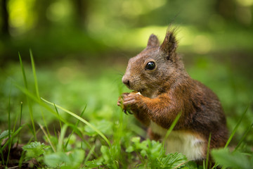 squirrel eats a nut in the grass