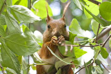 Red squirrel eat on the tree closeup