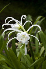 Hymenocallis littoralis exotic flowers