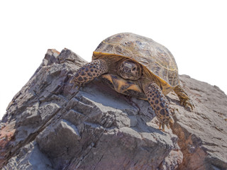 Falling tortoise