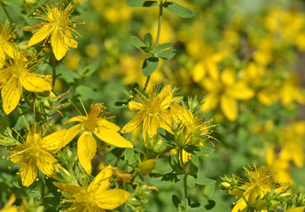 St. John's wort flowers ( Hypericum perforatum)  in summer