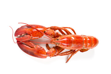 Homard