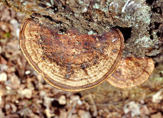 wood fungus