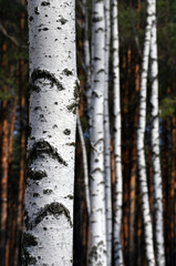 Fototapeta premium trunks of birch trees